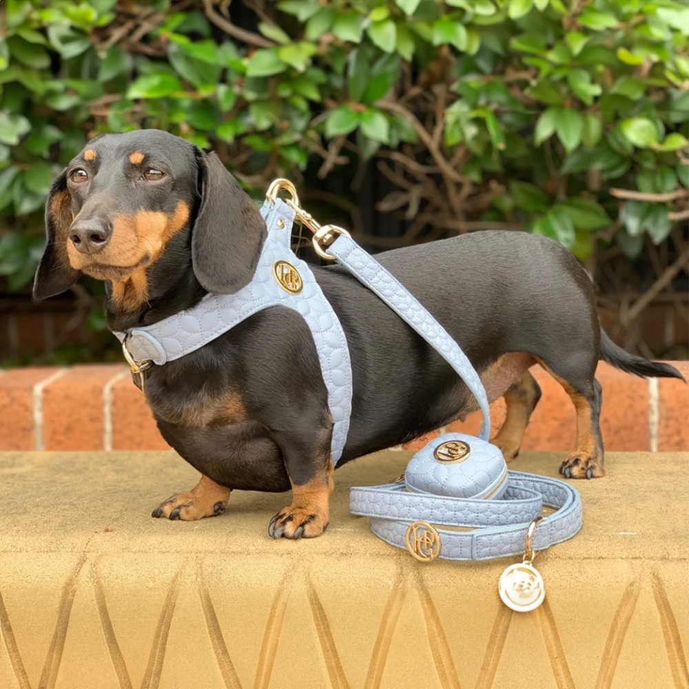 Dachshund wearing a light blue mist novalie leather harness and leash set on a stone surface with greenery in the background.