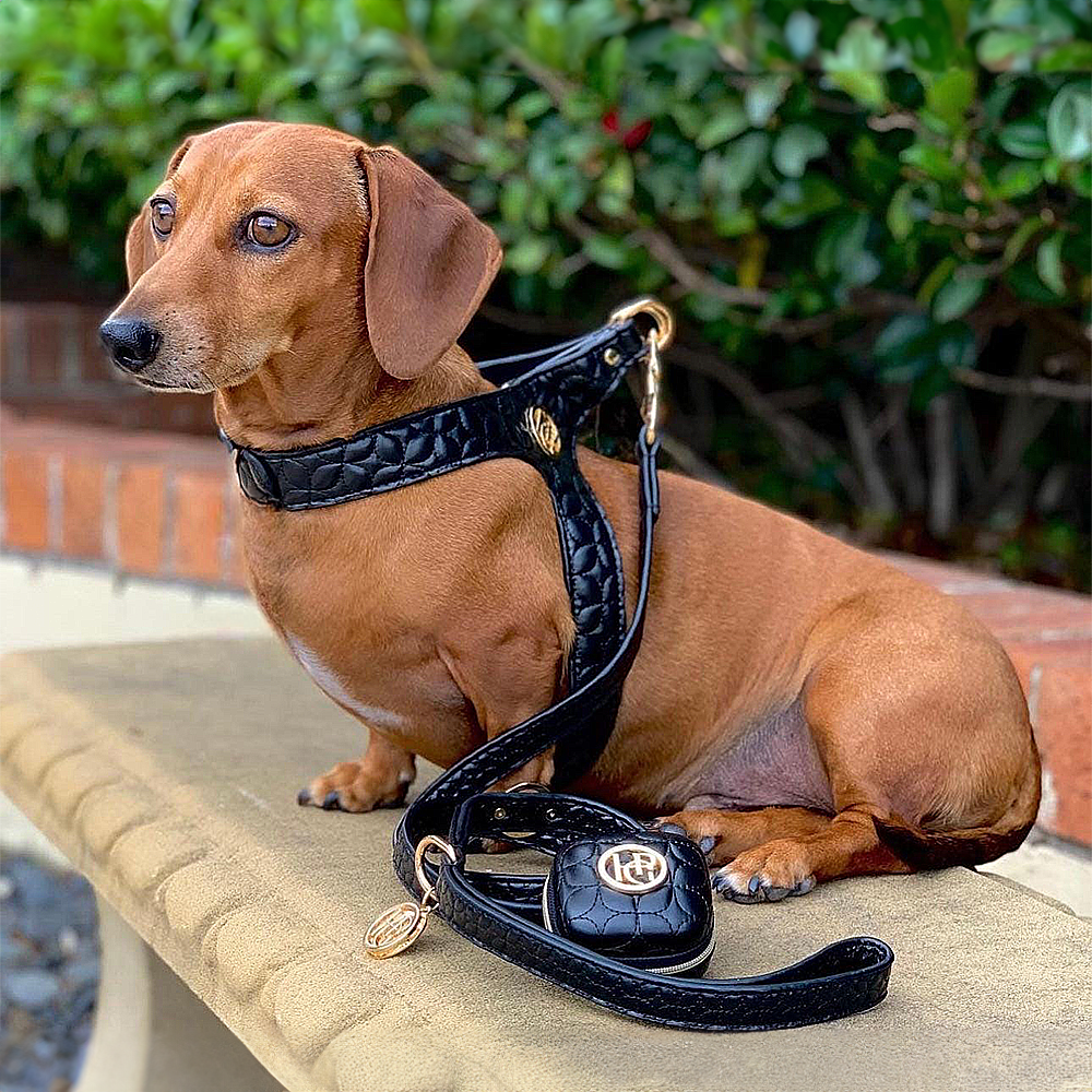 Brown dog wearing a black Novalie leather harness and leash on a stone bench with greenery in the background