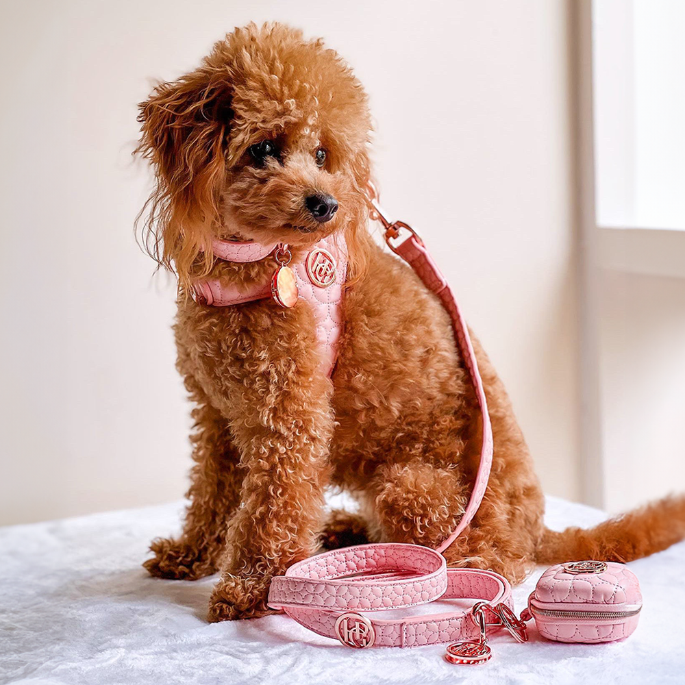 Small brown dog wearing a novalie pink harness and leash with a matching pink bag on a light background