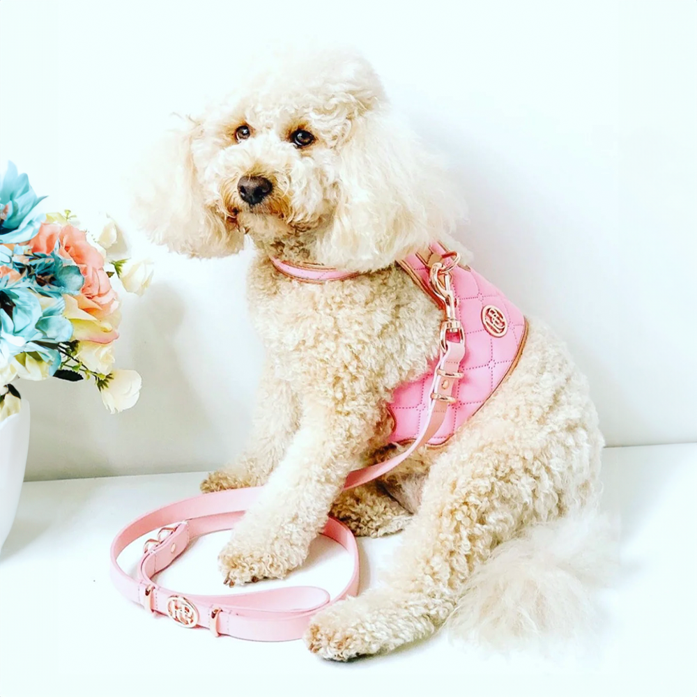 Small dog wearing the peony pink harness and leash on a white surface with flowers in the background