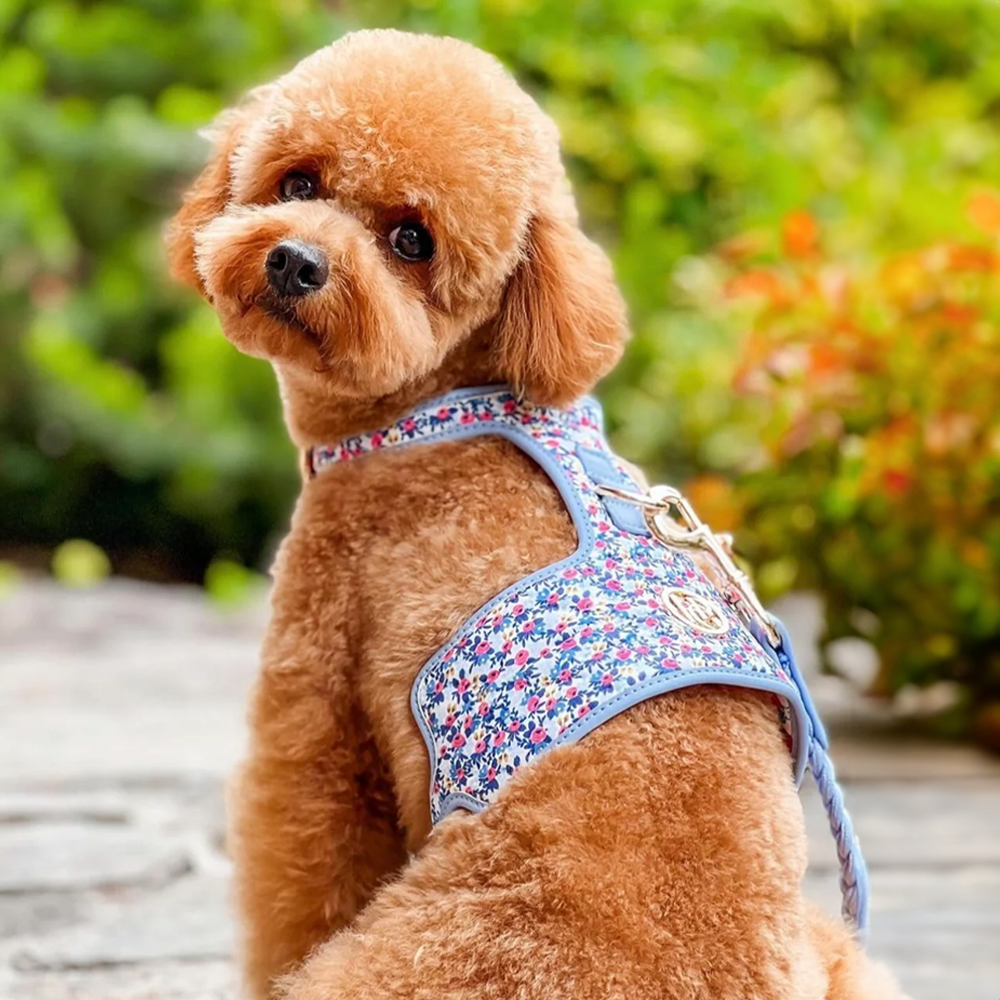 Small brown dog wearing a periwinkle floral harness sitting outdoors with greenery in the background