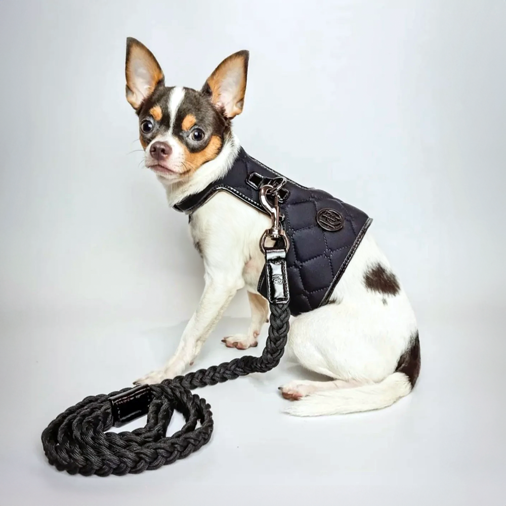Small dog wearing a  Raven black quilted harness with a leash on a white background