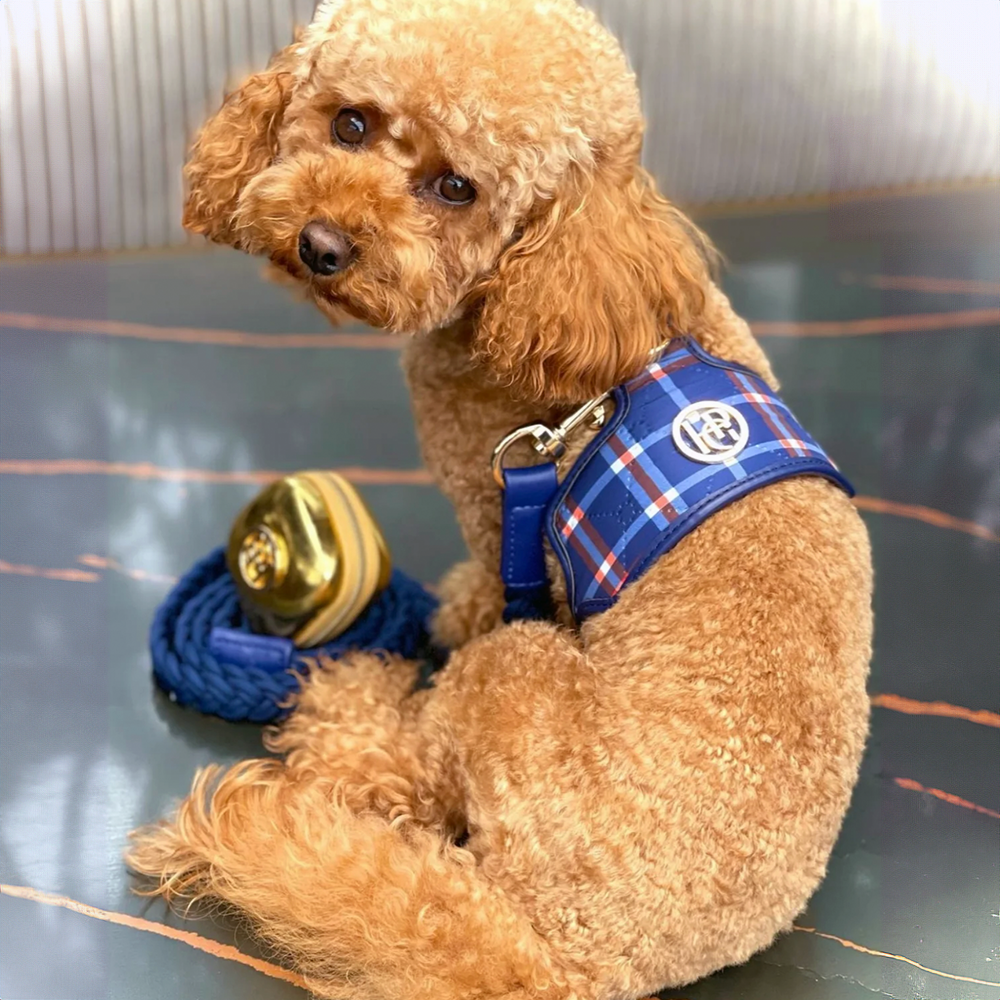 Small brown dog wearing a tommy blue plaid harness on a reflective surface