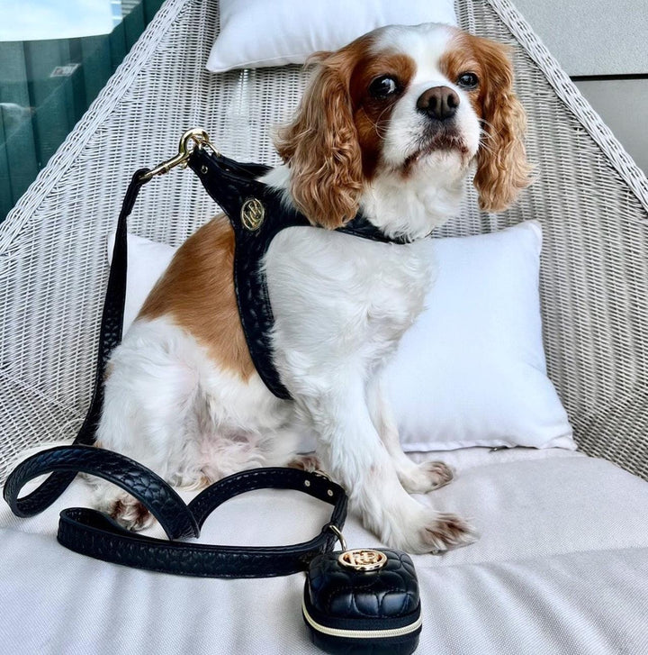 Black Jet Step In DOG And CAT HARNESS – Modern Vegan Leather Strappy Novalie Collection Pet Harness