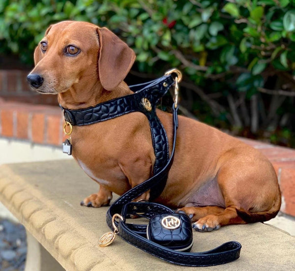Black Jet Step In DOG And CAT HARNESS – Modern Vegan Leather Strappy Novalie Collection Pet Harness