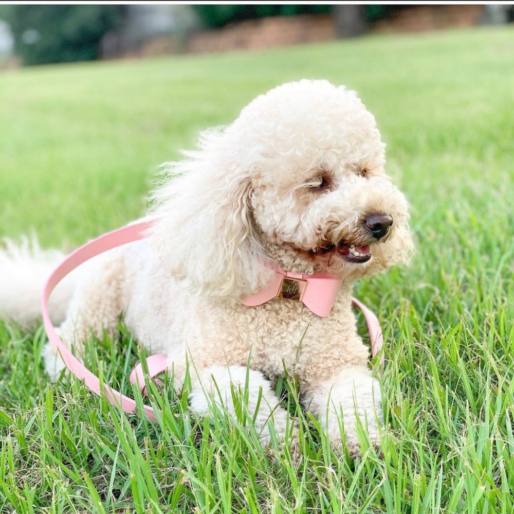 Peony Leather Bow Dog Collar