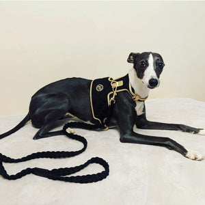 Midnight Dog Harness