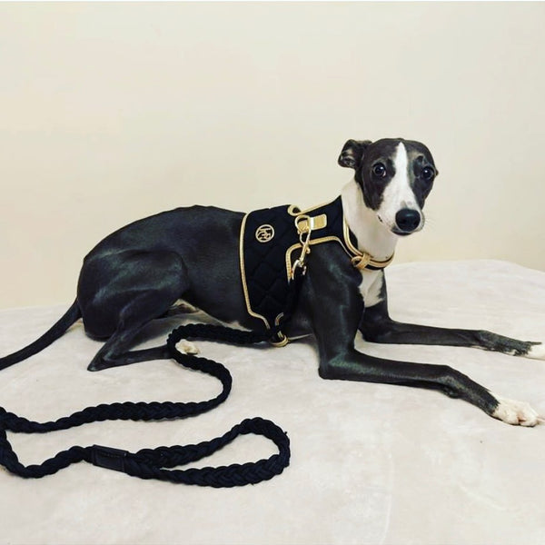 Midnight Dog Harness
