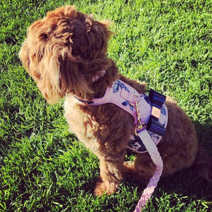 Blossom Dog Harness