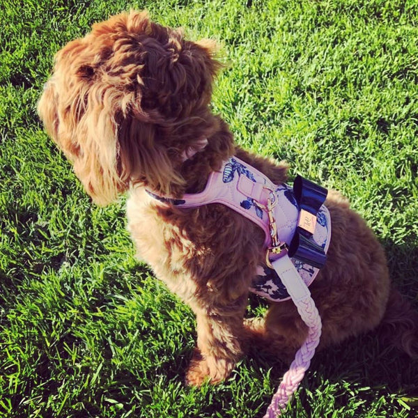 Blossom Dog Harness