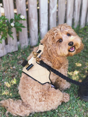 Coco Dog Harness