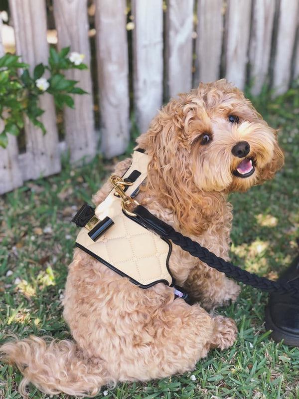 Coco Dog Harness