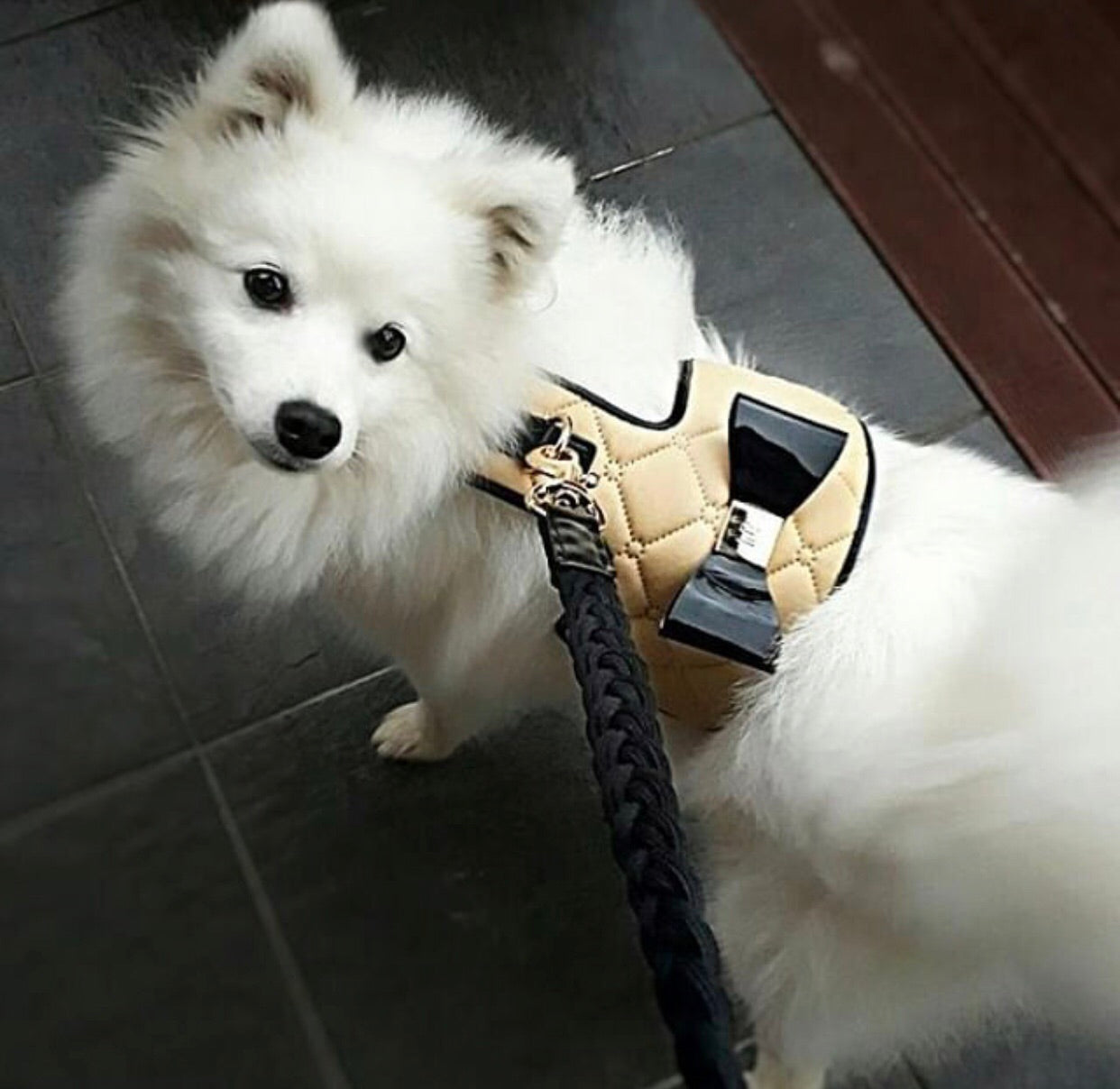 The 'Coco' Dog Harness (Bow)
