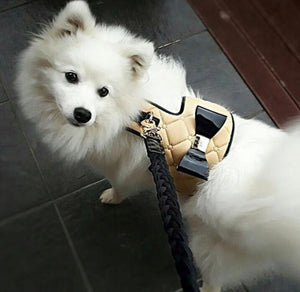 Coco Dog Harness