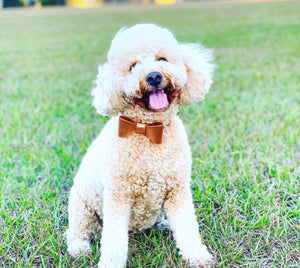 Cinnamon Leather Bow Dog Collar