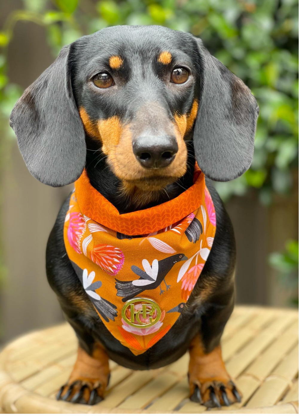 Maggie Scarf