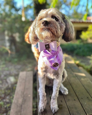 Lilac Leather Bow Dog Collar