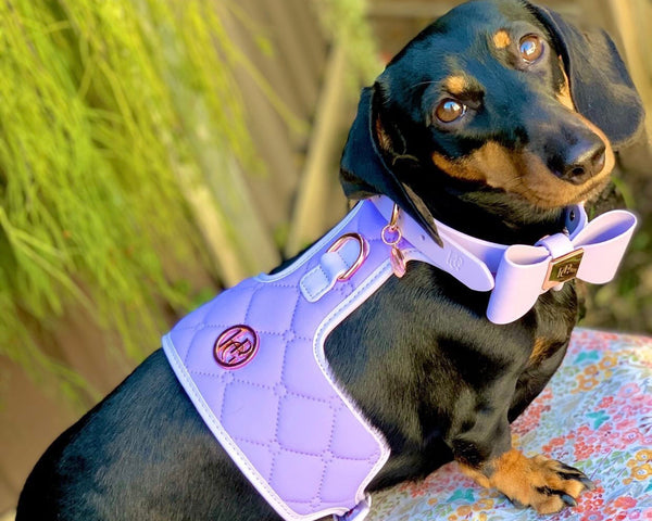 The ‘Lilac’ Dog Harness