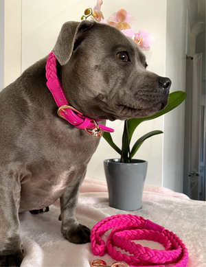 Lipstick Pink Dog Collar