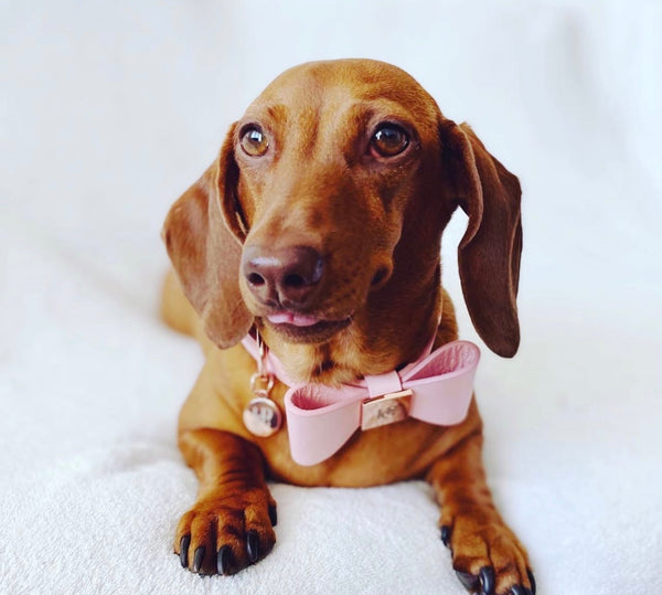 Peony Leather Bow Dog Collar
