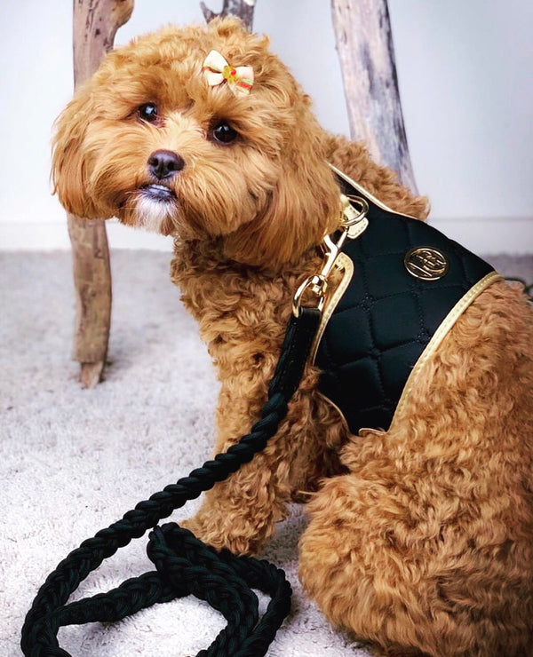 The Midnight harness