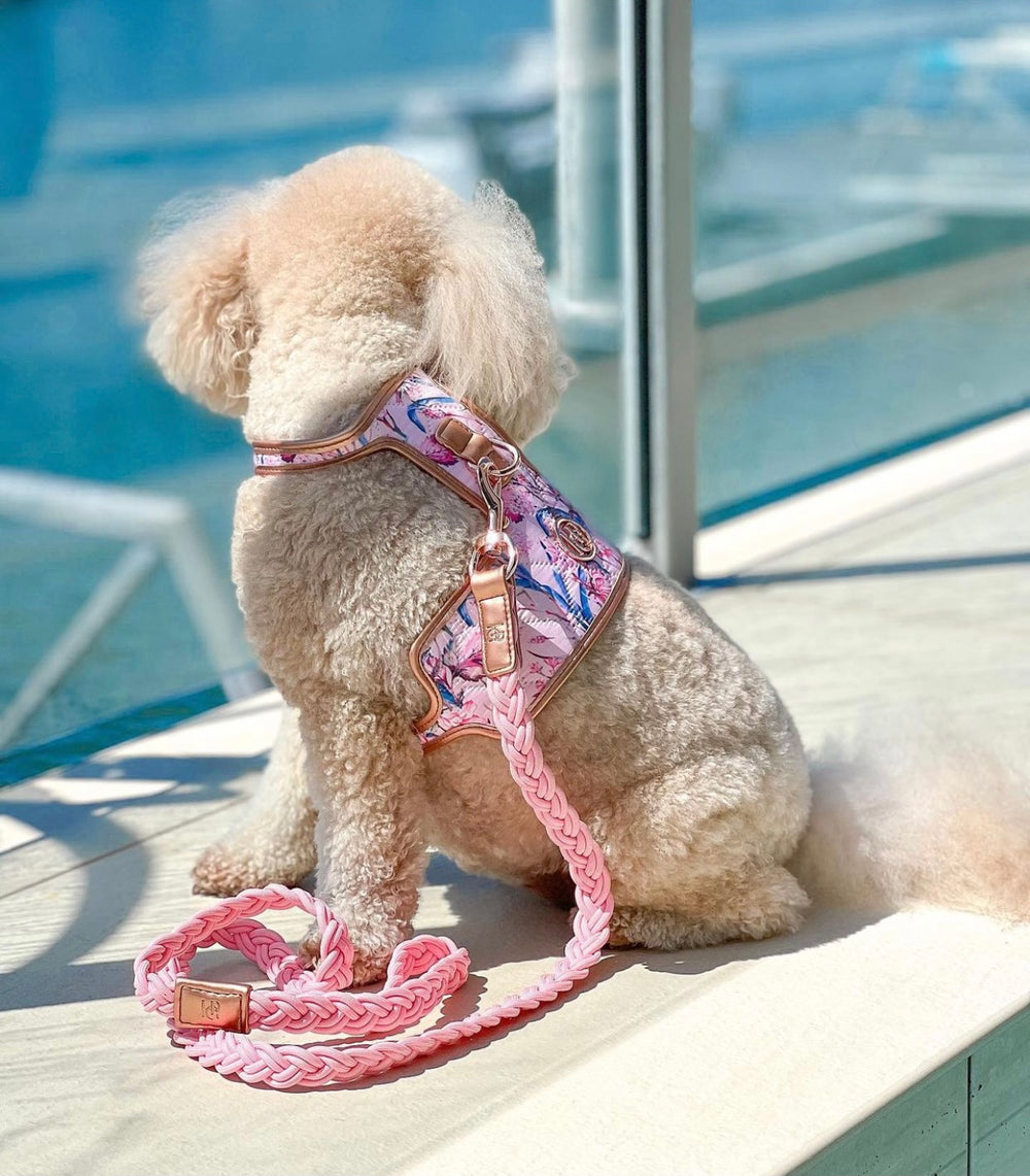 Lady Dog Harness
