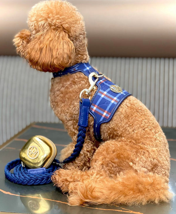 The 'Tommy' Dog Harness