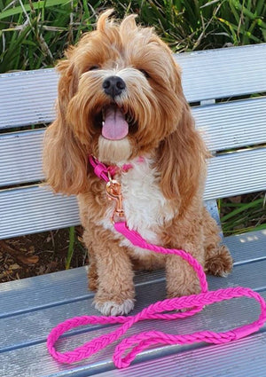 Lipstick Pink Dog Collar