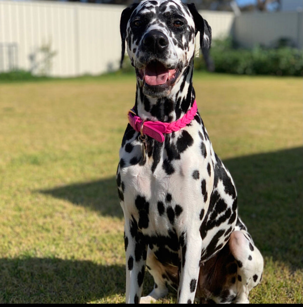 Scarlet Pink braided dog collar with gold hardware