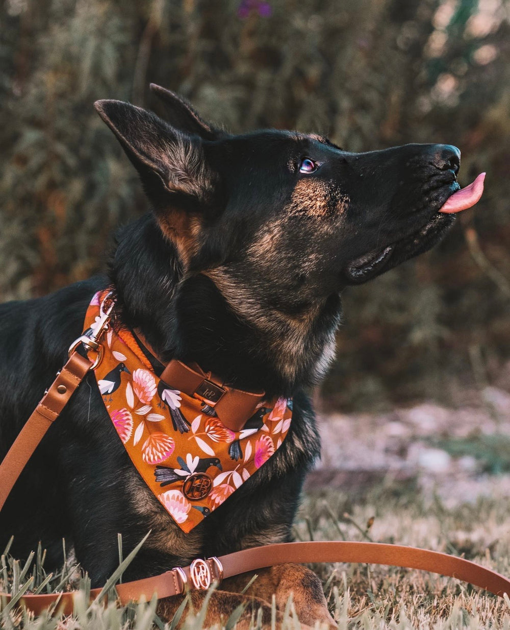 Cinnamon Leather Dog Lead